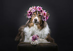 liegender Australian Shepherd