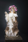 sitzender Australian Shepherd