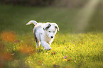 laufender Australian Shepherd Welpe