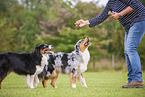 Frau mit Australian Shepherds