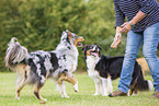 Frau mit Australian Shepherds