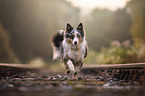 rennender Australian Shepherd