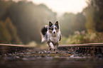 rennender Australian Shepherd