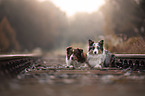 liegender Australian Shepherds