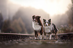 stehende Australian Shepherds