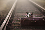 Australian Shepherd Portrait