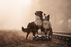 stehende Australian Shepherds