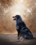 sitzender Australian Shepherd