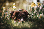 liegender Australian Shepherd