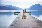 sitzender Australian Shepherd