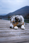 liegender Australian Shepherd