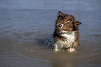 stehender Australian Shepherd