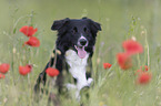 Australian Shepherd im Mohnfeld