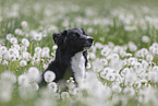 Australian Shepherd auf einer Blumenwiese