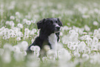 Australian Shepherd auf einer Blumenwiese