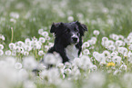 Australian Shepherd auf einer Blumenwiese