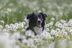 Australian Shepherd auf einer Blumenwiese