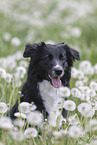 Australian Shepherd auf einer Blumenwiese