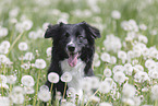 Australian Shepherd auf einer Blumenwiese