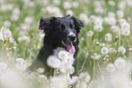 Australian Shepherd auf einer Blumenwiese