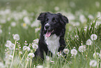 Australian Shepherd auf einer Blumenwiese