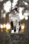 sitzender Australian Shepherd