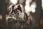 liegender Australian Shepherd