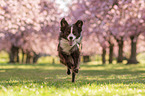 rennender Australian Shepherd