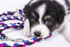 Australian Shepherd Welpe