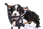 liegender Australian Shepherd Welpe