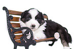 liegender Australian Shepherd Welpe