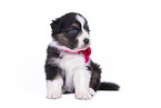 sitzender Australian Shepherd Welpe