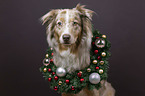 Australian Shepherd Portrait
