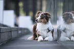 liegender Australian Shepherd