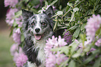 Australian Shepherd Portrait