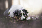 liegender Australian Shepherd