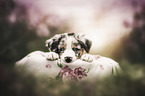 Australian Shepherd Welpe