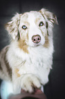 Mennsch mit Australian Shepherd