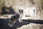 stehender Australian Shepherd