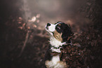 Australian Shepherd Welpe Portrait