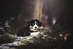 Australian Shepherd Welpe