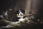 Australian Shepherd Welpe