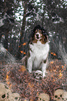 sitzender Australian Shepherd