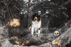 sitzender Australian Shepherd