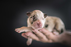 Mensch mit Australian Shepherd Welpe