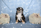 sitzender Australian Shepherd Welpe