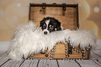 Australian Shepherd Welpe in einer Truhe