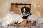 Australian Shepherd Welpe in einer Truhe