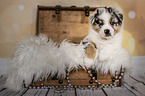 Australian Shepherd Welpe in einer Truhe