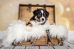 Australian Shepherd Welpe in einer Truhe